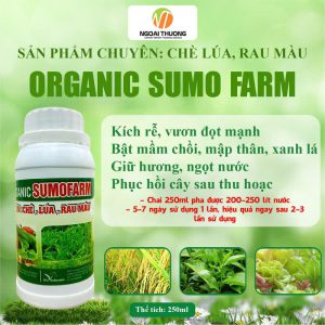 Organic Sumo Farm: Chuyên Cho Chè – Lúa Và Rau Màu Hiệu Quả