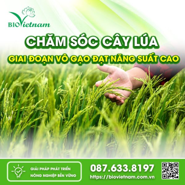 Chăm Sóc Cây Lúa Giai Đoạn Vô Gạo Đạt Năng Suất Cao