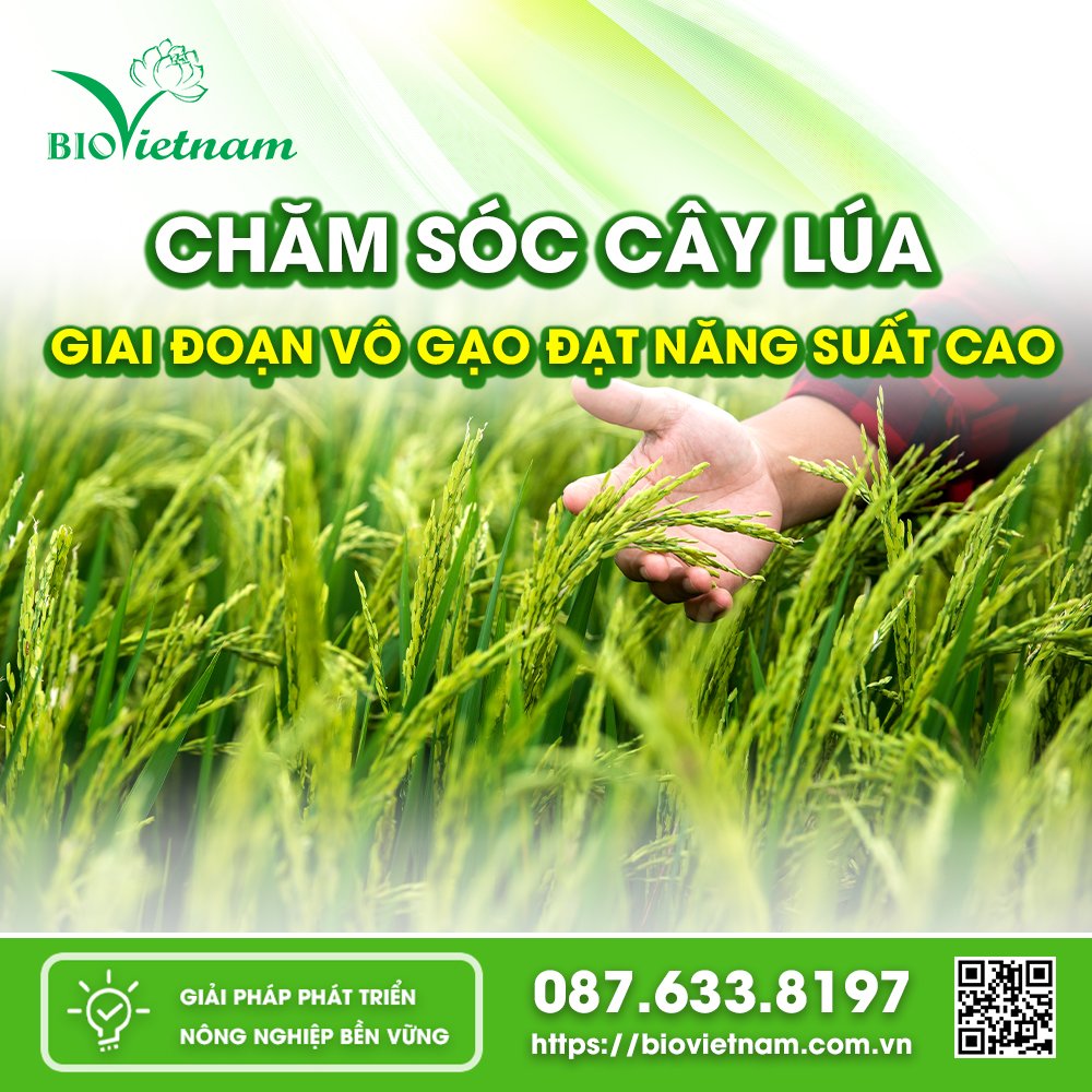 Chăm Sóc Cây Lúa Giai Đoạn Vô Gạo Đạt Năng Suất Cao