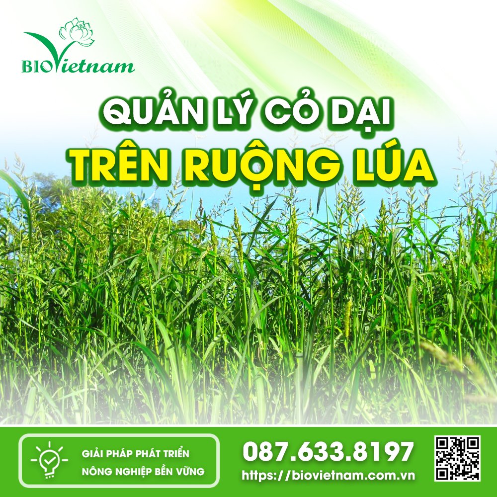 Quản Lý Cỏ Dại Trên Ruộng Lúa