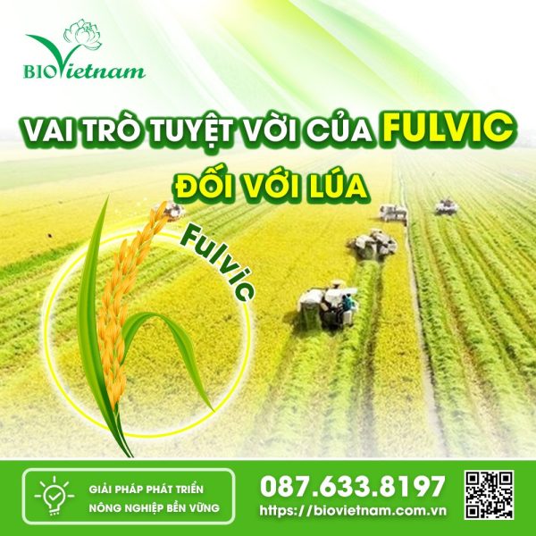 Vai trò tuyệt vời của Fulvic đối với lúa