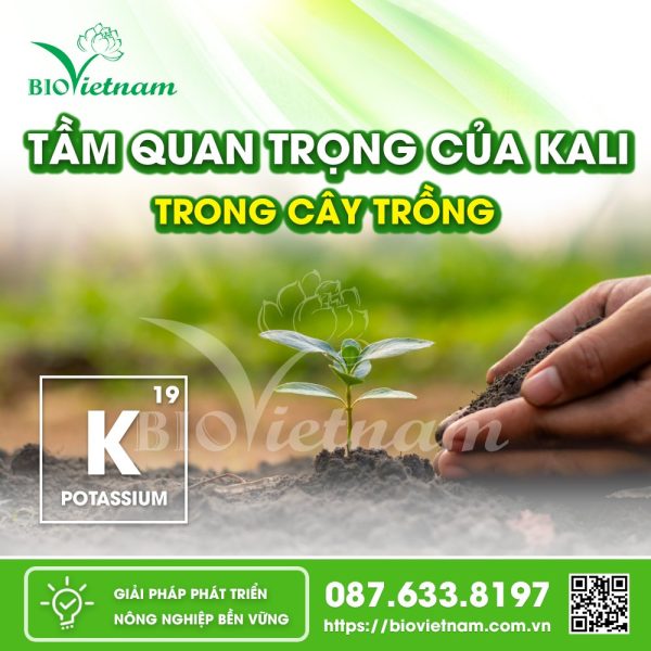 Tầm quan trọng của Kali trong cây trồng