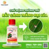 Rầy cánh trắng hại lúa và những biện pháp phòng trừ hiệu quả