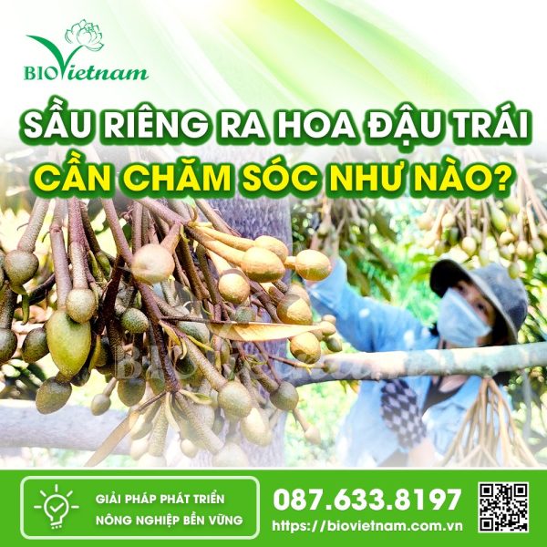 Sầu Riêng Ra Hoa Đậu Trái Cần Chăm Sóc Như Thế Nào? (P.1)